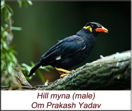 Om Prakash Yadav - Hill myna
